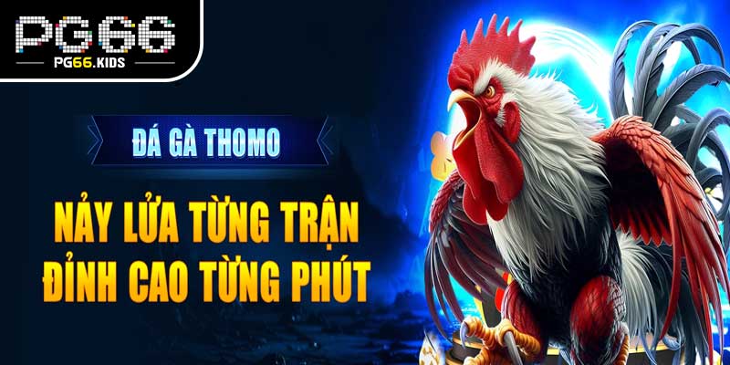 Đá gà Thom trên PG66