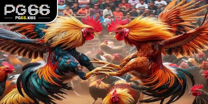 Kinh nghiệm tham gia Đá gà Thom